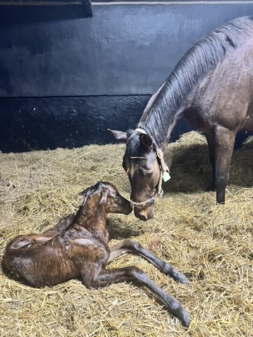 A newborn foal
