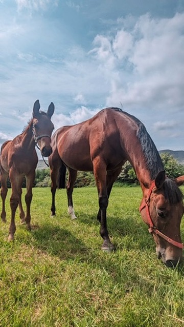 Mare and foal grazing