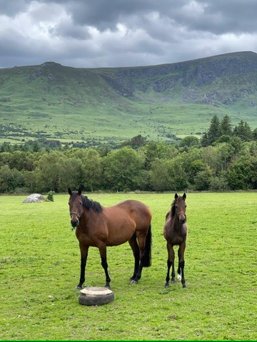 Mare boarding at Green Hills Stud
