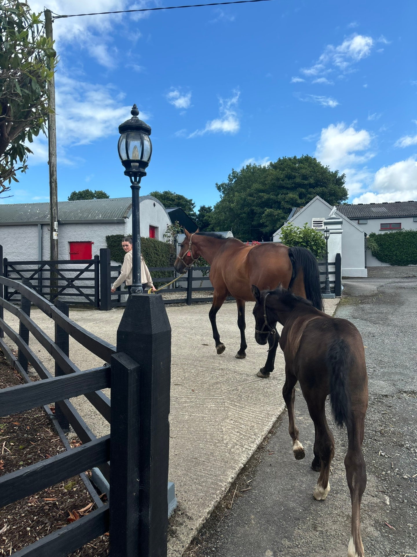 Walking to the stables