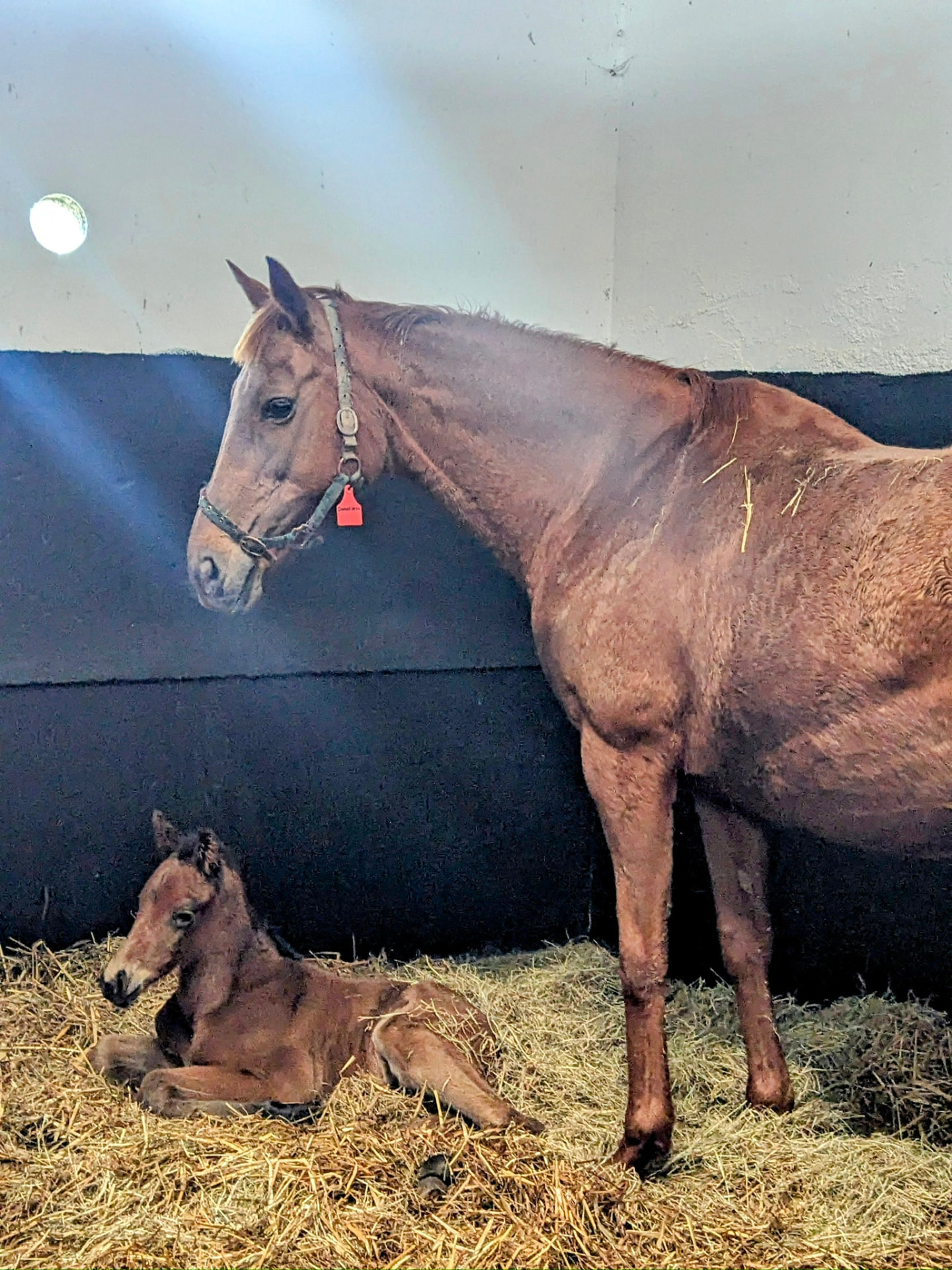 Foaling at Green Hills Stud