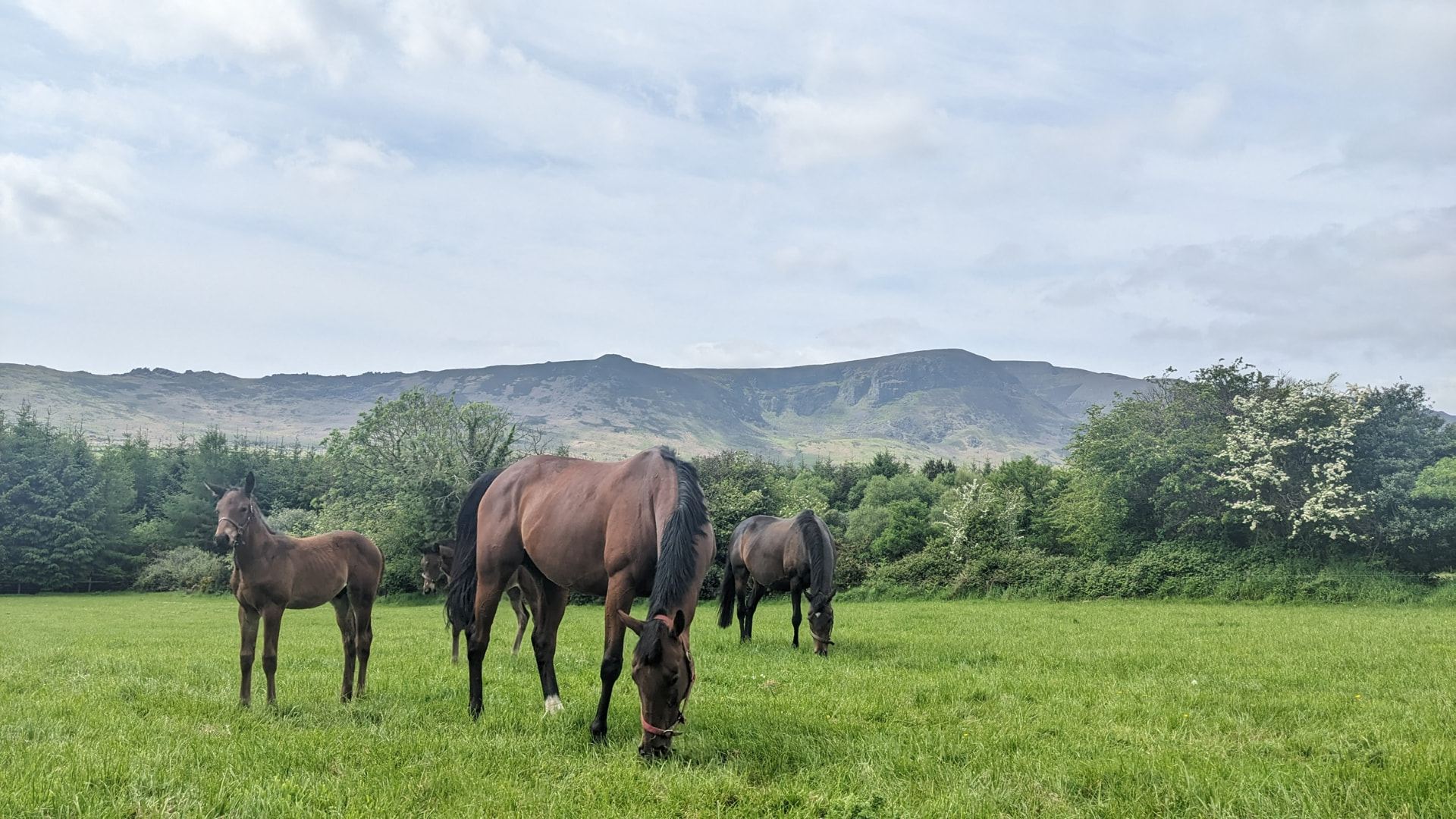 Mares and foals in the field