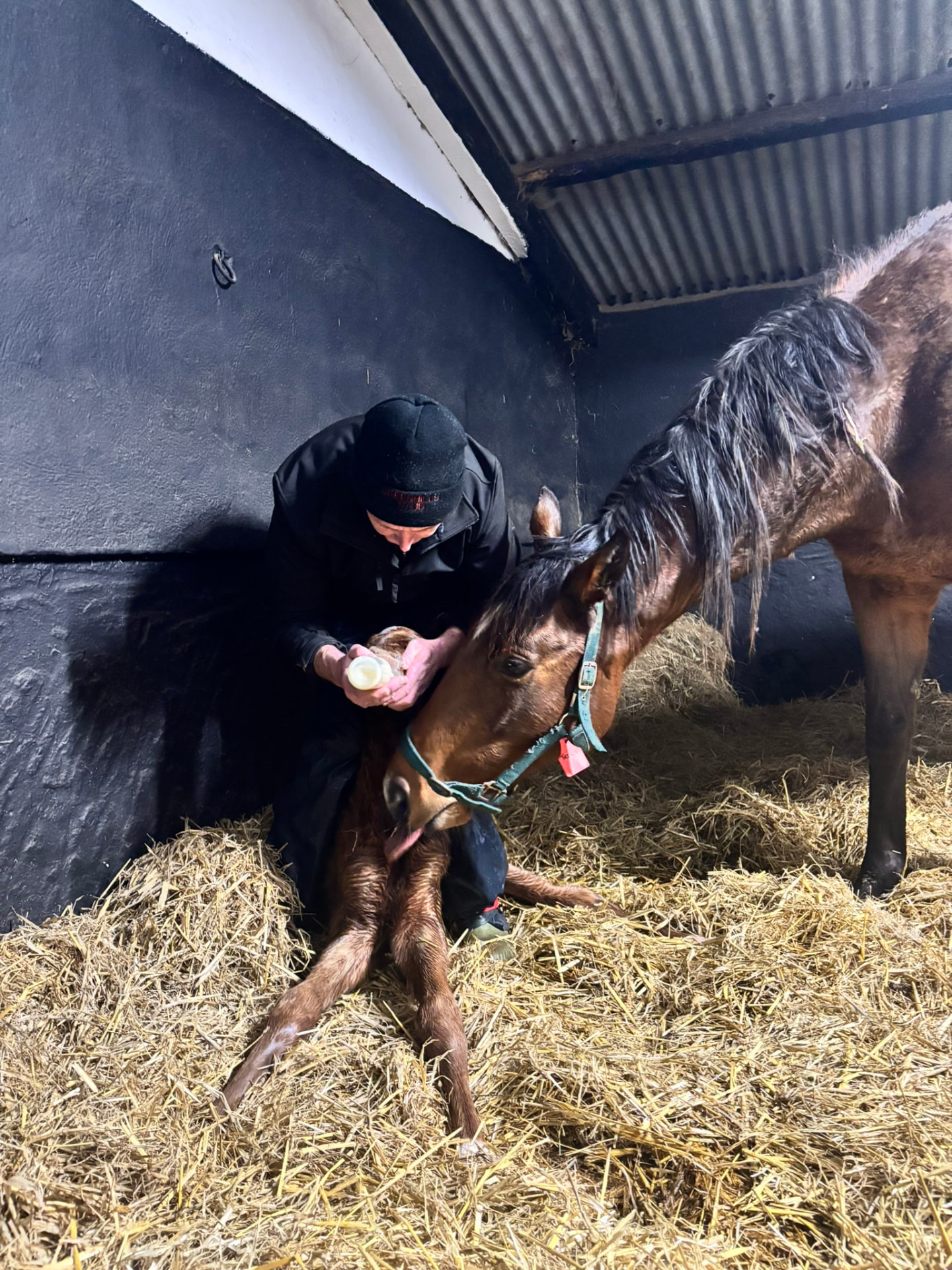 Feeding a foal in the stable