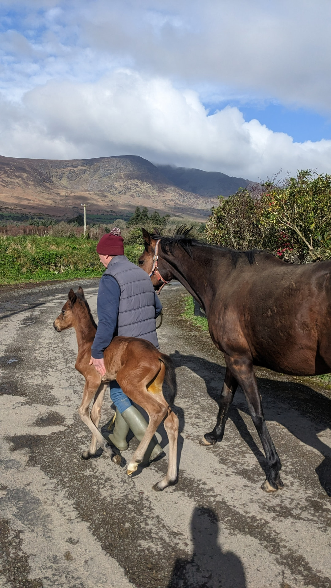 Leading mare and foal