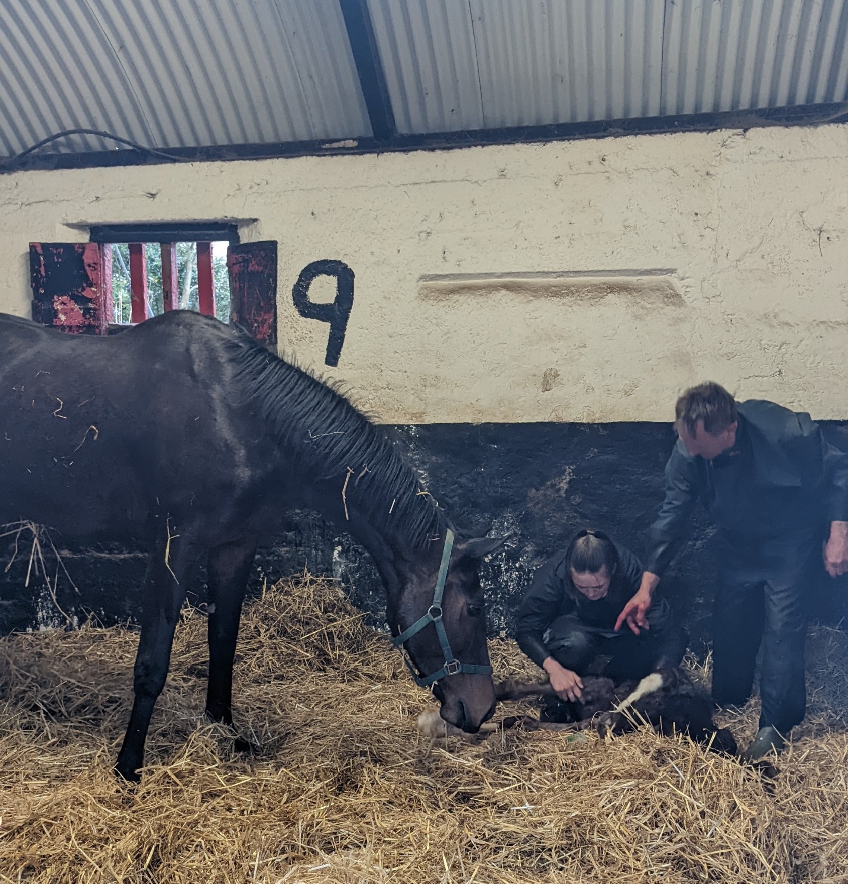 Life at Green Hills Stud
