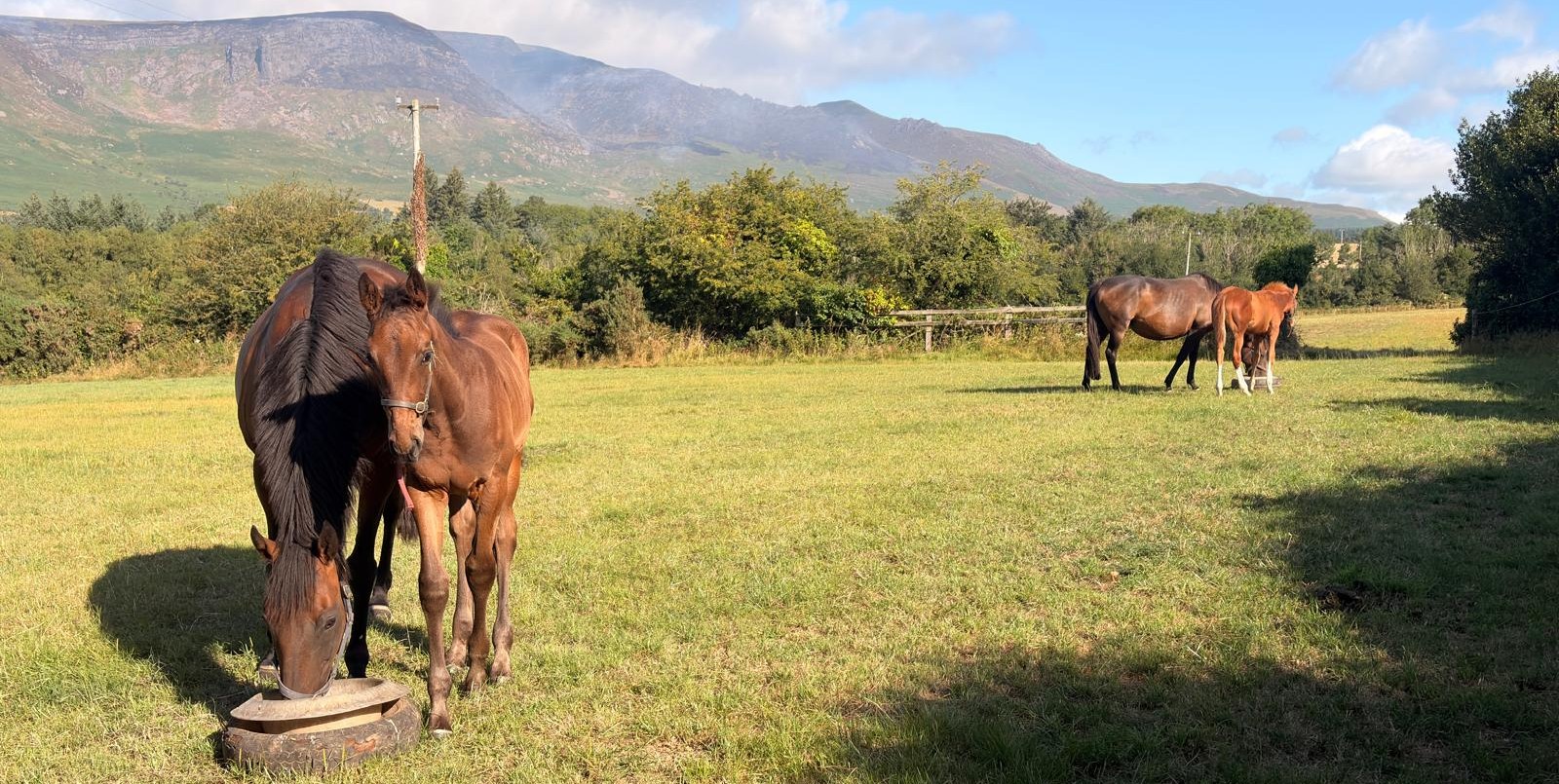 Mare and foal below the Comeraghs